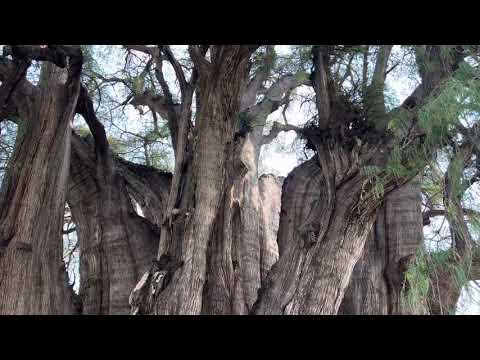 Árbol del Tule, Tree of Tule, Montezuma cypress