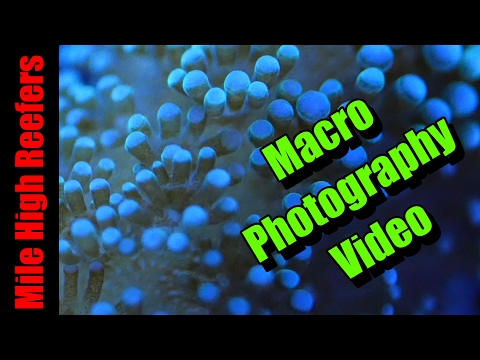 Reef Tank Macro Photography and Video