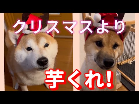 クリスマス⁉️芋さえあればいい‼️柴犬の本音