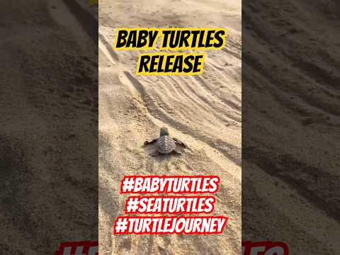 Thousands of Baby Turtles Begin Their Ocean Journey 🐢 #BabyTurtles #TurtleRelease #sealife