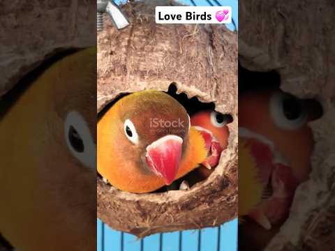 Adorable Love Birds Caught on Camera! 🐦❤️