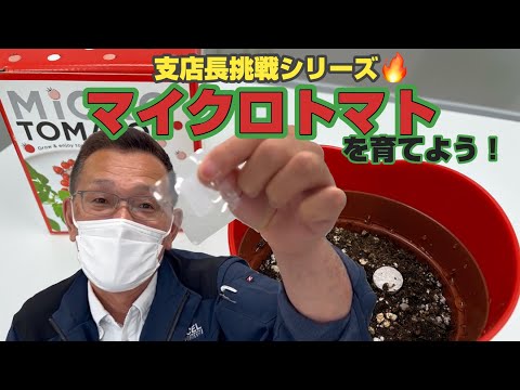 【支店長成長シリーズ】支店長の挑戦＃1〜マイクロトマトを育てよう〜