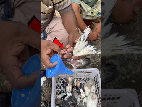 কবুতর বাচ্চাকে খাবার খাওয়ানোর পদ্ধতি 😥🕊️ || #pigeon #raselpigeonloft #babyfeeding #shorts