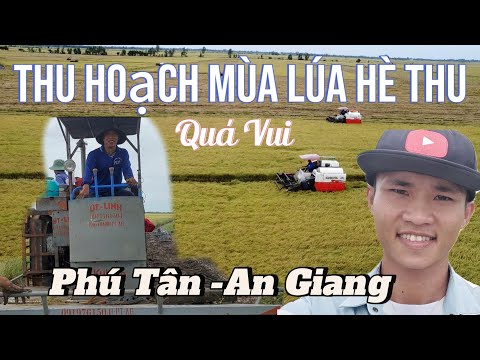 xem các anh nông dân thu hoạch mùa lúa hè thu -2024  quá vui Phú Thạnh | phú Tân An Giang