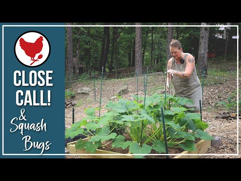 Close Calls and Controlling Squash Bugs | Vlog