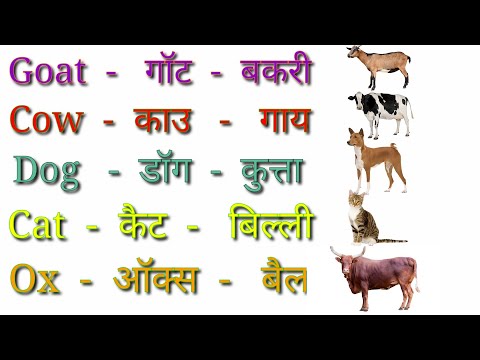 Pet Animals Name Hindi and English | पालतू जानवरों का नाम | Pet Animals Name in Hindi and English