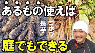 家庭菜園でできる！長芋・ゴボウの作り方