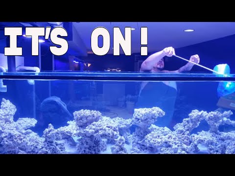 STOCKING MY MARINE AQUARIUM!!!