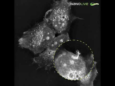 A reindeer has been spotted in our HeLa cells!