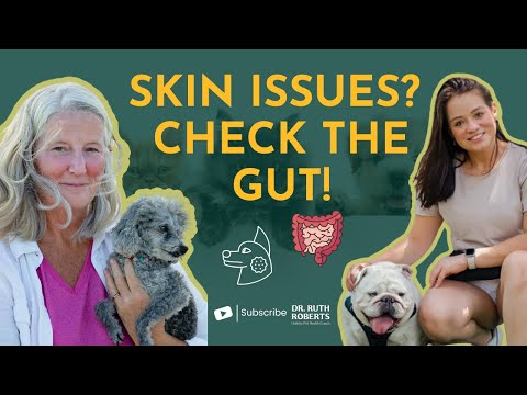 From Hotspots to Happiness: Unlocking Gut-Skin Healing for Your Pet