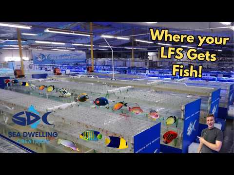 LA’s Biggest Fish and Coral Wholesaler!