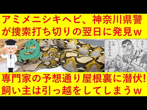 【速報】行方不明のアミメニシキヘビさん、神奈川県警が捜索を打ち切った翌日に発見！専門家の予想通り屋根裏に潜伏していたところを無事に捕獲されてしまうｗｗｗｗｗｗｗｗ