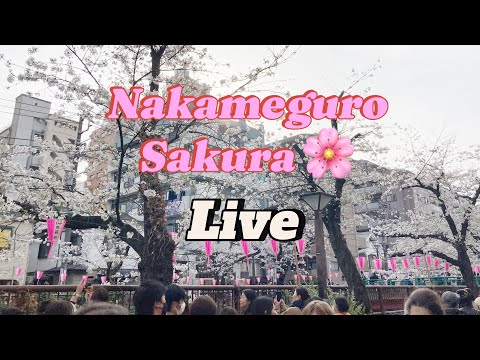 LIVE 🌸中目黒桜並木Tokyo Love Letter  💌 がライブ配信中！