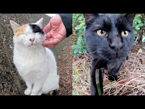 Calico cat mom encourages black kitten to leave mother