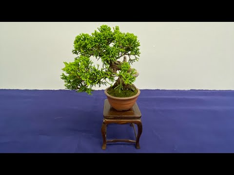 Shohin Bonsai Festival 2022 September - 第46回東京支部展　小品盆栽フェスティバル 2022年 9月