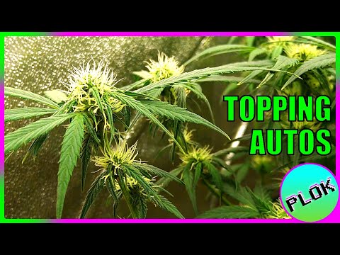 Autoflowers Topped TWICE & SCROG Trained! - Auto Flower Experiment 2.0: Nice Full Canopy!