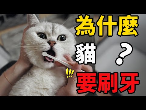 貓竟然也需要刷牙？！為什麼要給貓刷牙？