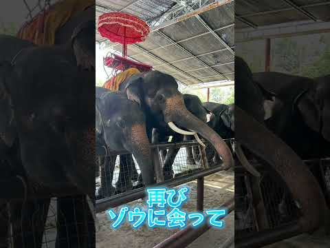 タイに行ってきたよ⑦ 象に餌をあげたよ #shorts  #家族旅行 #アユタヤ