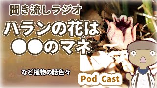 【通勤ラジオ】驚き！ハランの花は●●のマネ｜なんと！クマガイソウはほぼドン・キホーテ等｜聞き流しラジオ