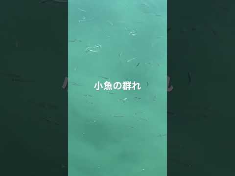 小魚の群れ