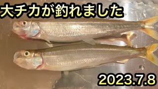 大チカ釣れました#網走 #チカフルバージョン編