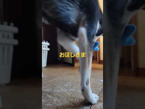 おほしさまバージョン☆大好きなおもちゃを運ぶ#保護犬 #多頭飼育崩壊 #保護犬を家族に