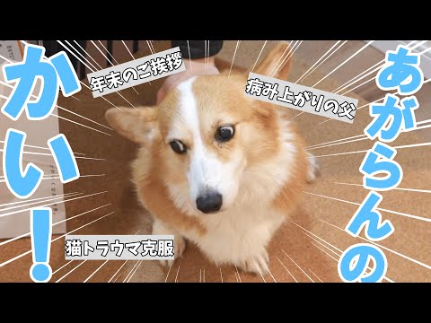 長男が来た！が家に上がらず撤退。意味がわからないコーギー犬