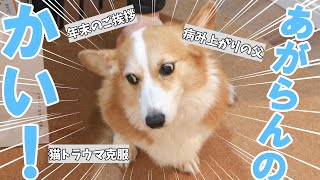 長男が来た！が家に上がらず撤退。意味がわからないコーギー犬