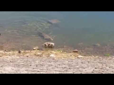 TRIGGER WARNING💢 baarish ka season ane wala hai, Ab Bhopali Dam Ki Taraf Aakarshit Hoenge, Bhopal