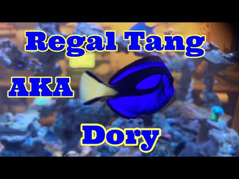 Saltwater Fish (Regal Tang) AKA (Dory) In our Reef Tank