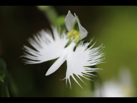 2021年 立秋の広島植物公園 / Beautiful Dreamer （夢路より）