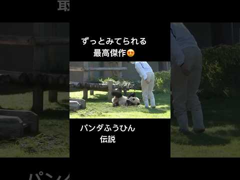 【殿堂入り】パンダふうひん伝説😍はじまる