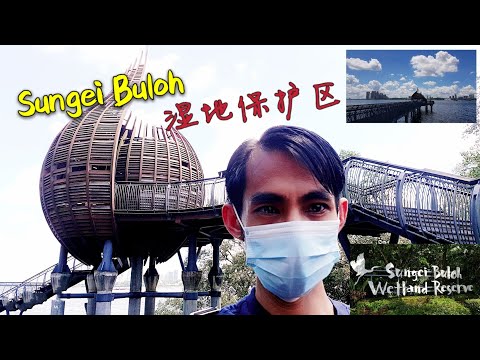 新加坡周末休闲好去处。双溪布洛湿地保护区 ( Sungei Buloh Wetland Reserve 2021)