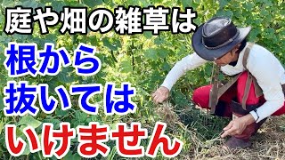 こういう草取りをしてる方は今すぐやめて下さい　　【カーメン君】【雑草退治】【雑草対策】【初心者】