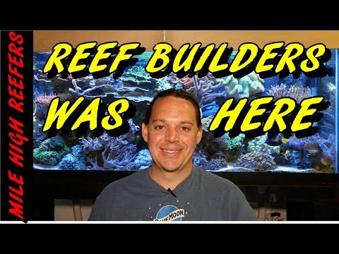 Reef Builders Video Comments Answered (Reef Vlog)