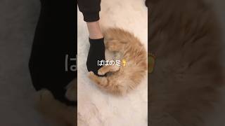 お気に入りのおもちゃ🧸はパパの足【サイベリアン子猫】#猫のいる暮らし #子猫 #サイベリアン #癒し #百之助