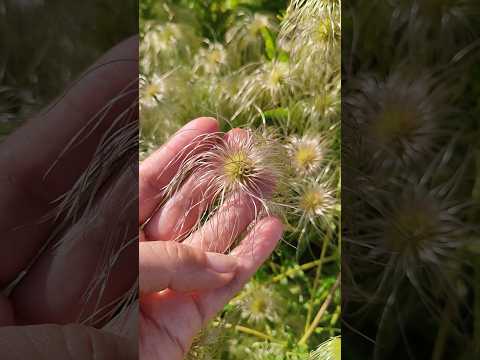 Amazing flowers with hairstyle 😲 #nature #plants #garden #flowers