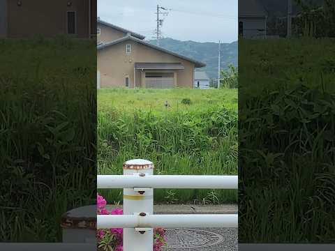 変な鳥が見てきた