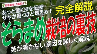 そらまめ栽培の裏技（莢がたくさん着くメカニズムを詳しく解説 ）あっと驚く技を伝授！