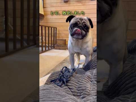 ドンは今日もヒモで遊ぶ。しかし🐒‼️笑　#パグのいる家#パグ#pug