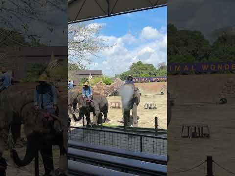 ぞうさんのパフォーマンスタイム / Elephant Performance Time (Shorts 7)-市原ぞうの国 / ICHIHARA Elephant Kingdom (2024/9/6)