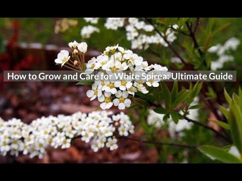 How to Grow and Care for White Spirea: Ultimate Guide