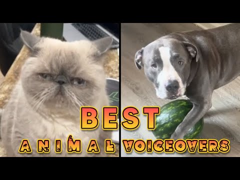 Best Animal Voiceovers - Ep. 75 (NEW)