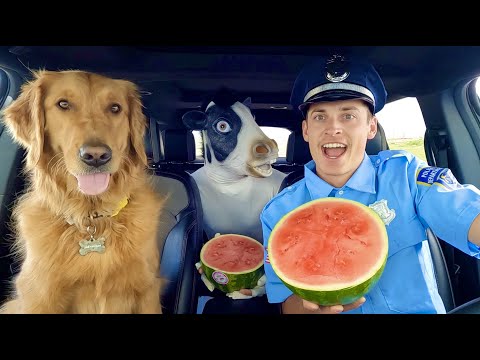 Police Surprises Cow & Puppy with Car Ride Chase!