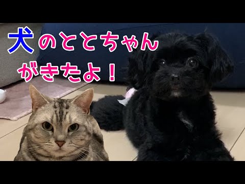 犬のおしゃべりペット！チワプーのととちゃん