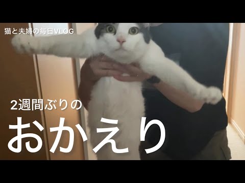 猫と夫婦の毎日VLOG#435 2週間ぶりのお出迎え