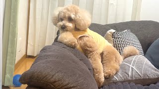 飼い主の事情なんて知ったこっちゃない大きいトイプードル【デカプー】【トイプードルのロアくん】【toy poodle】