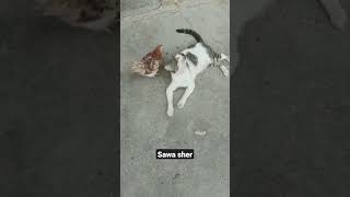 😺  cat vs chicken 🐥 frends forever #cat#chicken#animal#youtube#shortsvideo#todayviralvideo#pet