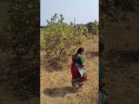 cashew nut tree🌲#kaju #cashew #shorts #gardeningvideos #trending #yt #ytshorts