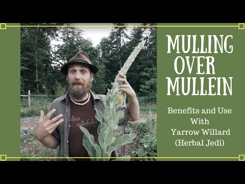 Mulling over Mullein | Benefits and Uses with Yarrow Willard (Herbal Jedi)